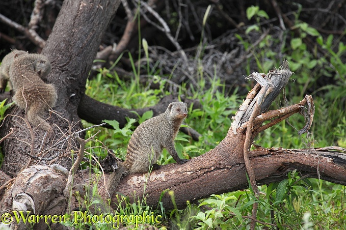 Banded Mongoose (Mungos mungo).  Africa