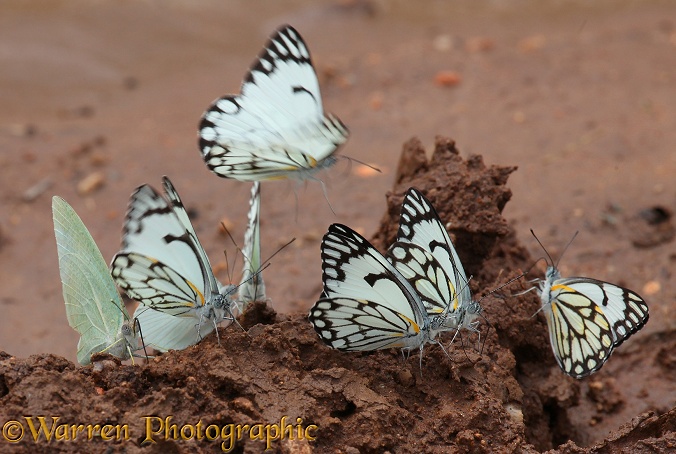 Brown-veined White Butterflies (Belenois aurota) sucking mineral-rich moisture from damp earth