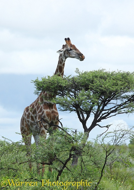 Giraffe (Giraffa camelopardalis).  Africa