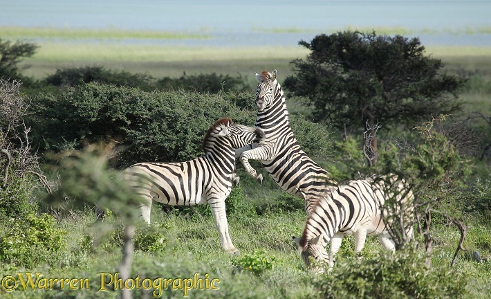 Plains Zebra (Equus burchelli) males sparring.  Africa