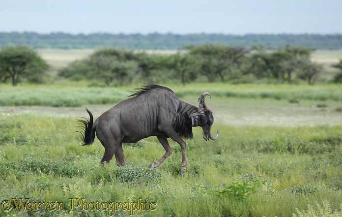 Blue Wildebeest (Connochaetes taurinus) male prancing.  Africa