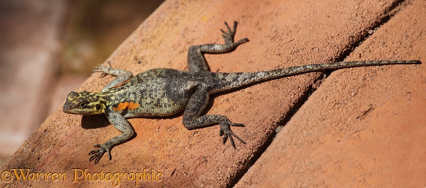Namibian Rock Agama (Agama planiceps) female.  Southern Africa