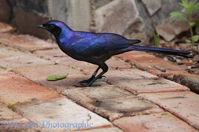 Long-tailed Starling (Aplonis magna).  Southern Africa