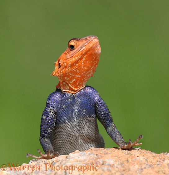 Namibian Rock Agama (Agama planiceps) male.  Southern Africa