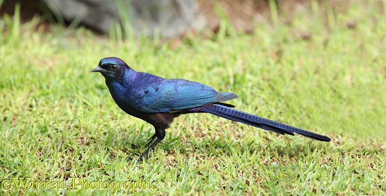 Long-tailed Starling (Aplonis magna).  Southern Africa