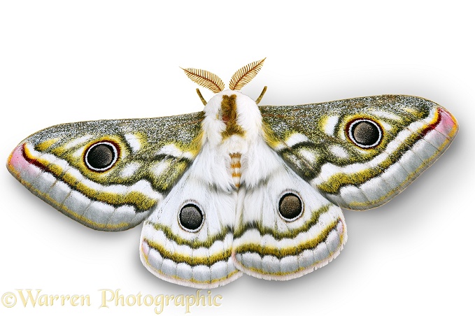 Emperor moth (Gonimbrasia species).  Namibia, white background
