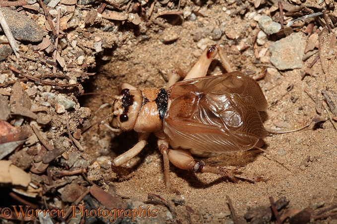 Giant Cricket (Gryllidae) calling from mouth of burrow