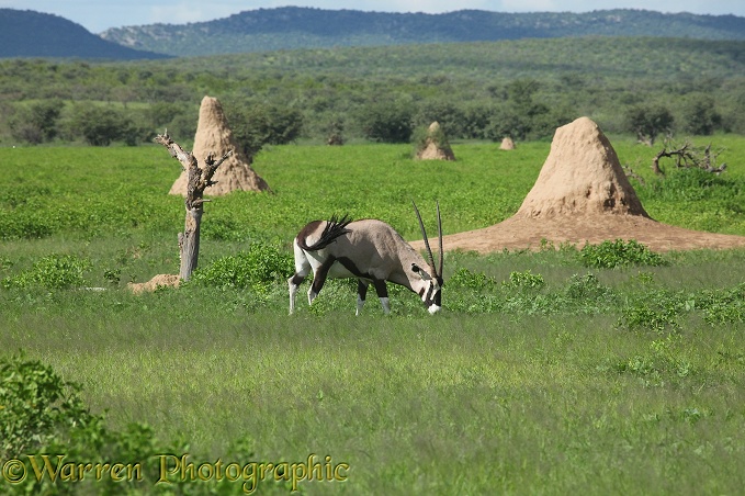 Gemsbok (Oryx gazella) grazing with termitaria.  Southern Africa