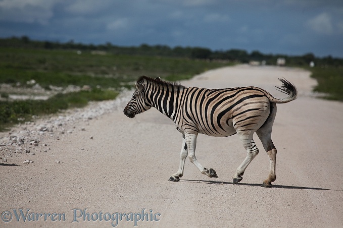 Plains Zebra (Equus burchelli).  Africa