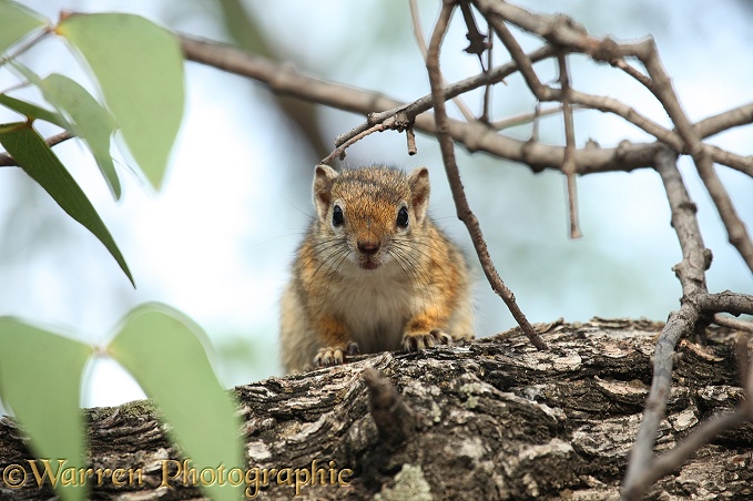 Sun Squirrel (Heliosciurus species) in a Mopane tree.  Africa