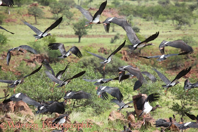 Abdim's Storks (Ciconia abdimii) in flight