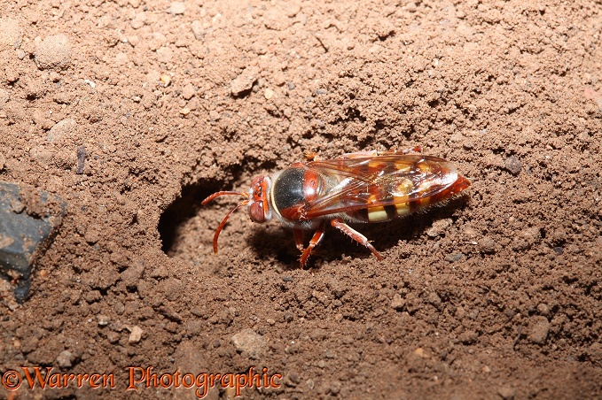 Digger wasp (unidentified) excavating its burrow