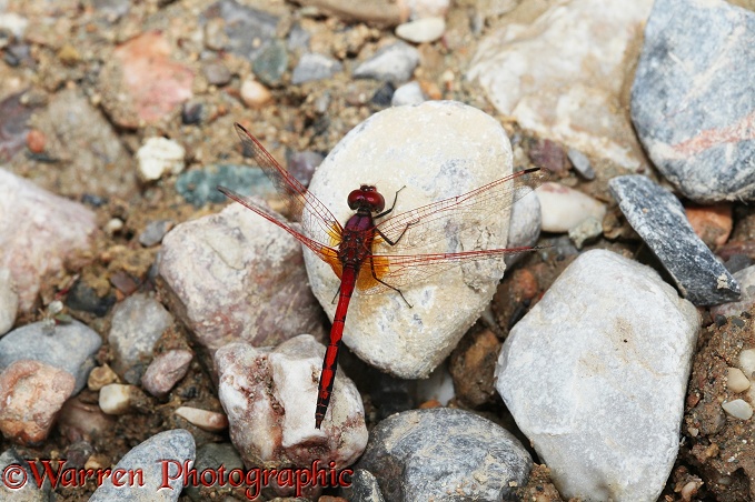 Monard's Dropwing Dragonfly (Trithemis monardi)