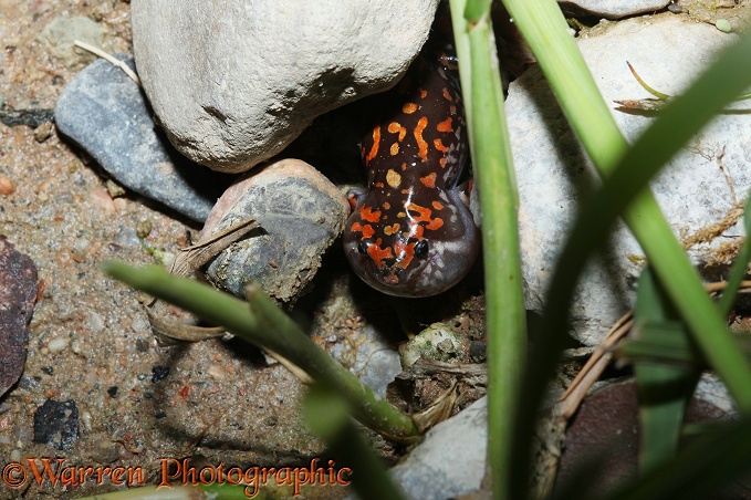 Rubber Frog (Phrynomerus species) male calling at night from its hideaway between stones