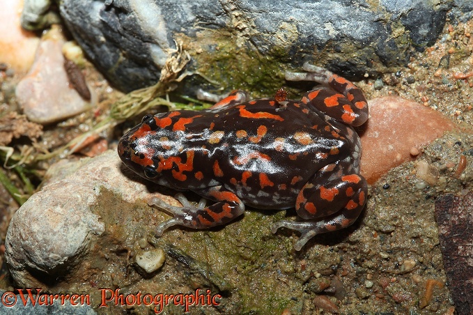 Rubber Frog (Phrynomerus species) male
