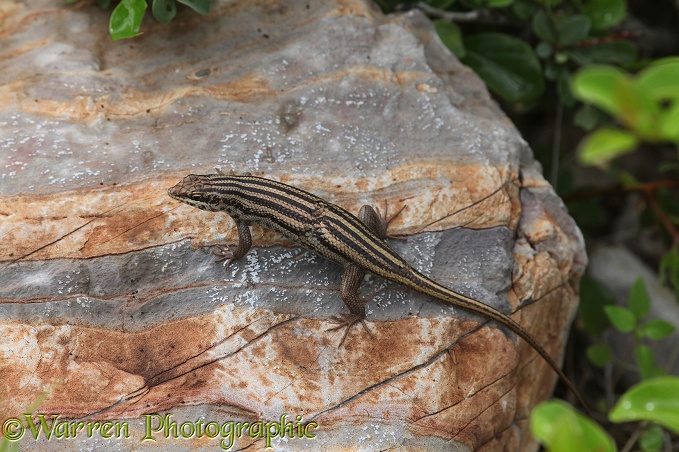 Skink (Mabuya species) showing signs of past injury