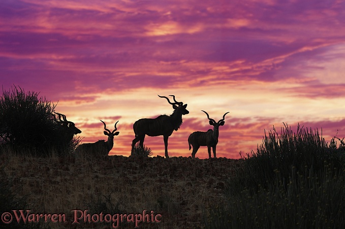 Greater Kudu (Tragelaphus strepsiceros) at sunset