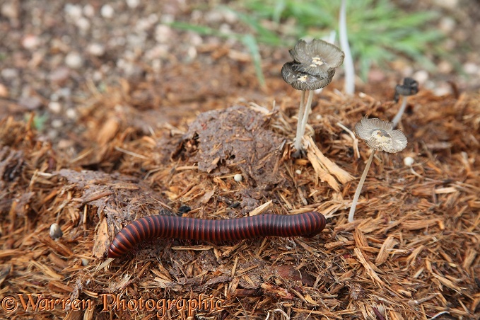 Giant millipede (unidentified) feeding on elephant dung