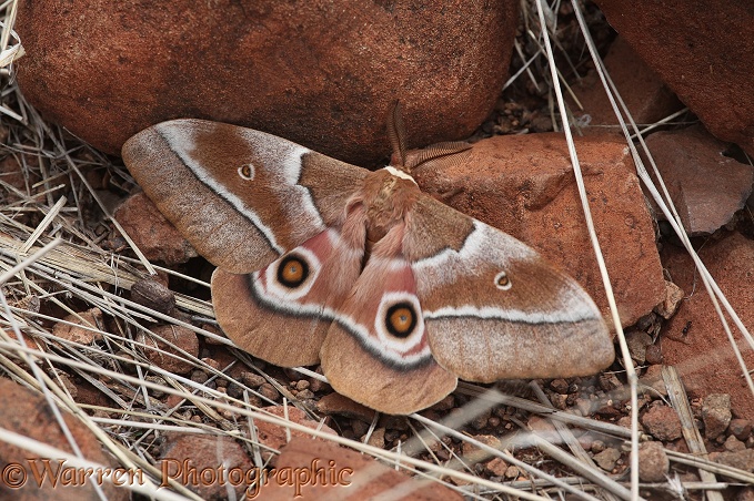 Mopane Moth (Golimbrasia belina) male.  Southern Africa