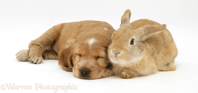 Sleepy Golden Cocker Spaniel puppy and rabbit, white background