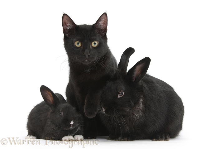 Black male cat, Joey, 6 months old, with black Lionhead-cross rabbit and baby, white background
