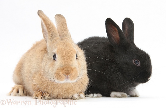 Young black and sandy rabbits, white background