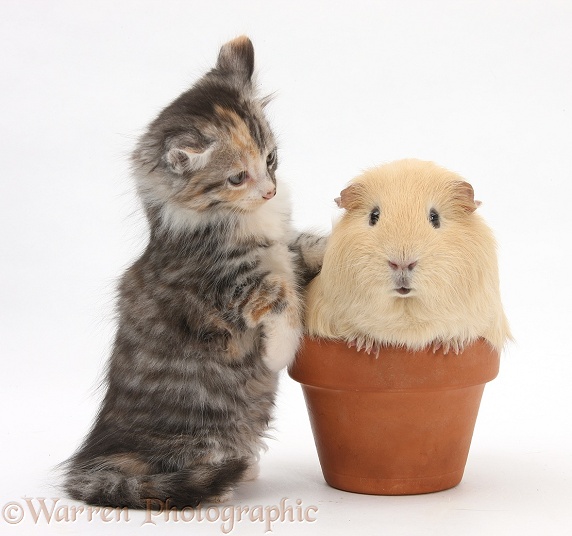 Tabby tortoiseshell Maine Coon-cross kitten, 7 weeks old, and yellow Guinea pig in a flowerpot, white background
