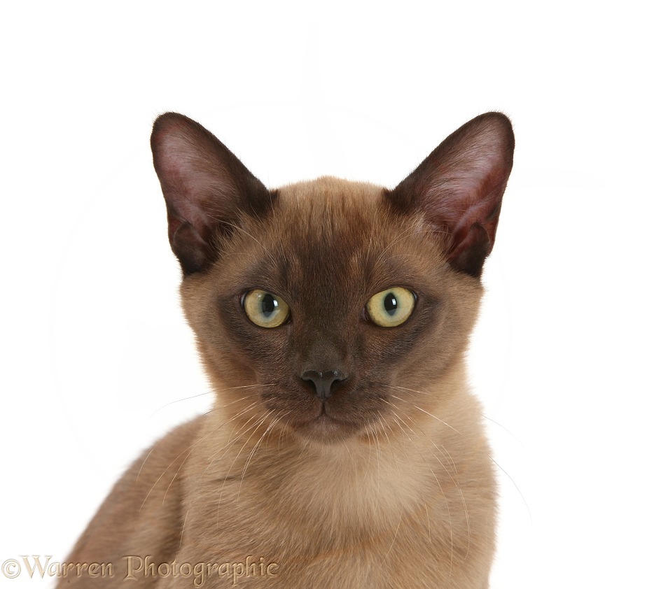 Young Burmese cat, white background