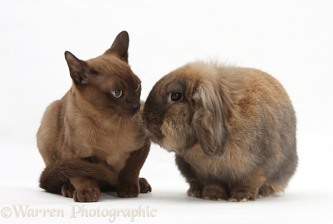 Young Burmese cat and Lionhead-cross rabbit, white background