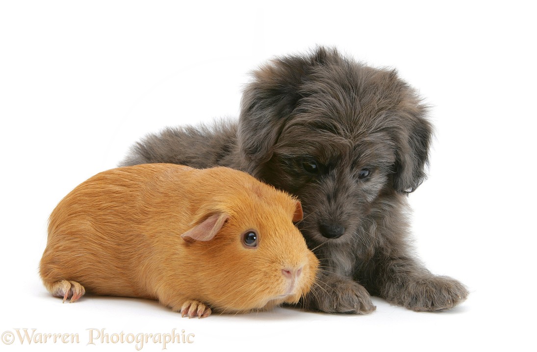 Shetland Sheepdog x Poodle pup, 7 weeks old, with Guinea pig, white background
