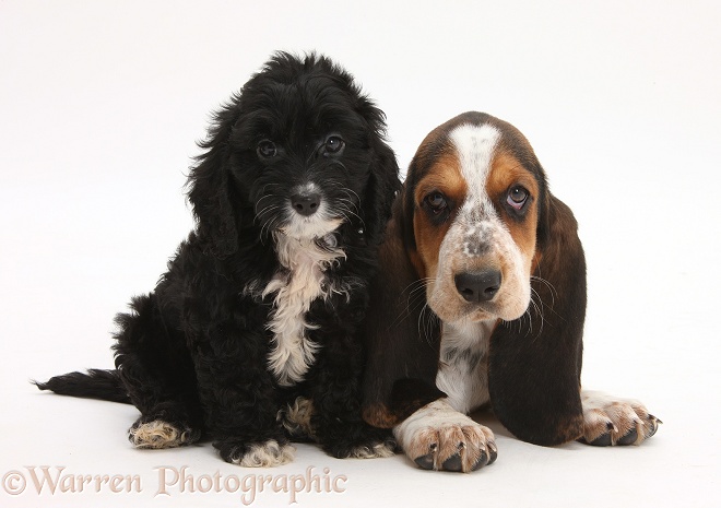 Basset Hound pup, Betty, 9 weeks old, with Tuxedo Cockapoo pup, 8 weeks old, white background