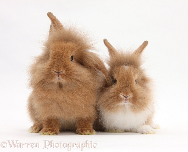 Two Sandy Lionhead rabbits, white background