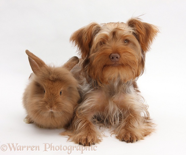 Yorkshire Terrier x Poodle pup, Swede, with Sandy Lionhead rabbit, white background