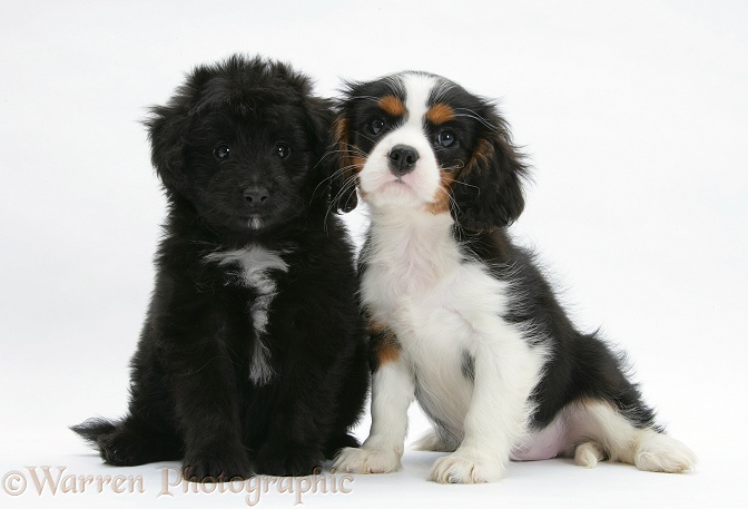 Shetland Sheepdog x Poodle pup, 7 weeks old, and tricolour Cavalier King Charles Spaniel pup, white background