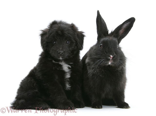 Black Shetland Sheepdog x Poodle pup, 7 weeks old, with black rabbit, white background