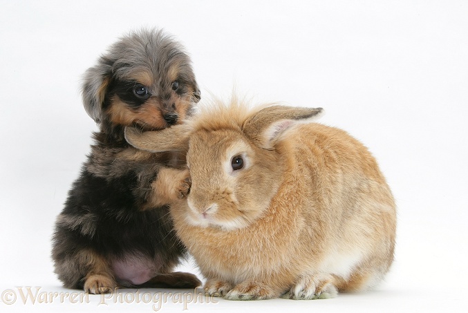 Shetland Sheepdog x Poodle pup, 7 weeks old, with Sandy Lop rabbit, white background