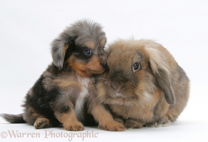 Shetland Sheepdog x Poodle pup, 7 weeks old, with brown Lop rabbit, white background