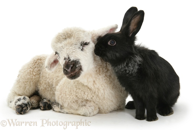 Lamb and black rabbit, white background