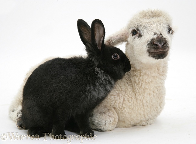 Lamb and black rabbit, white background