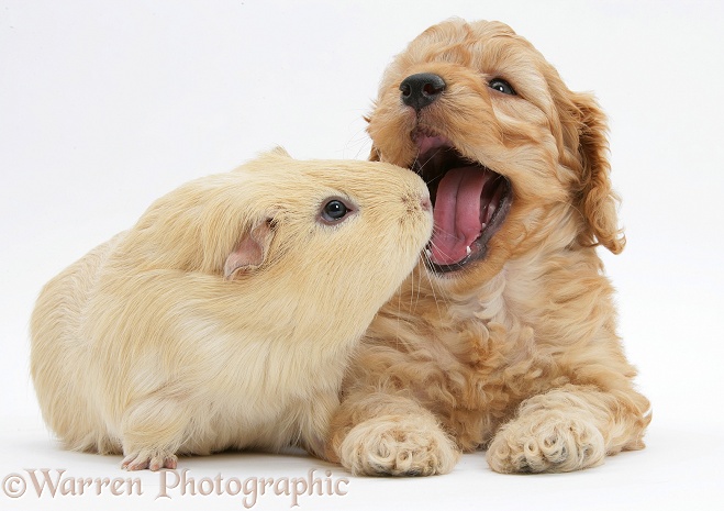 Golden Cockapoo pup, 6 weeks old, with a yellow Guinea pig, white background