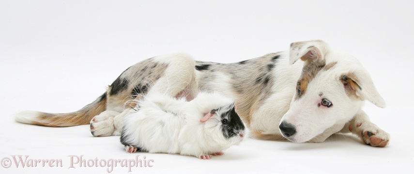 Merle-and-white Border Collie-cross dog pup, Ice, 14 weeks old, with a black-and-white guinea pig, white background