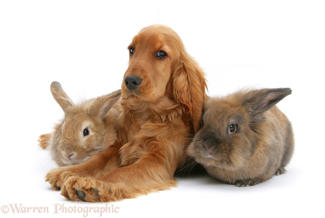 Red/Golden English Cocker Spaniel, 5 months old, with two rabbits, white background