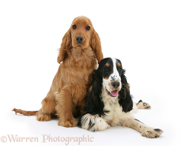 Red/Golden and tricolour English Cocker Spaniels, white background