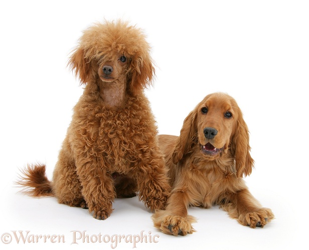 Red/Golden English Cocker Spaniel with red toy Poodle, Reggie, white background