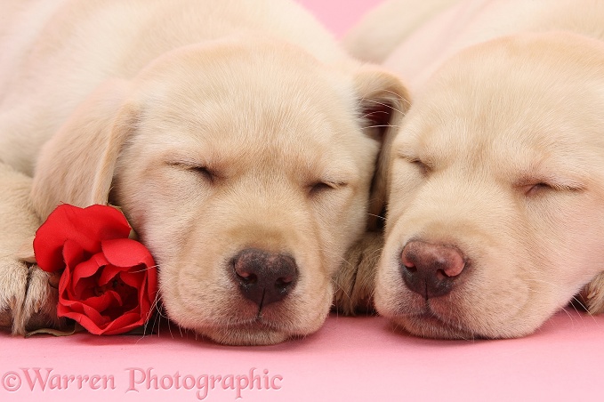 Yellow Labrador Retriever bitch pup, 10 weeks old, asleep with a red rose