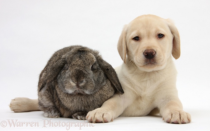 Yellow Labrador Retriever pup, 8 weeks old, with agouti Lop rabbit, white background