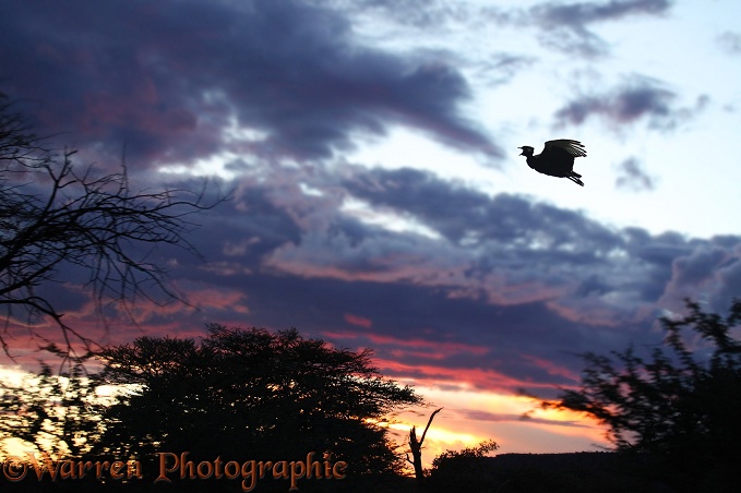 Black Korhaan (Eupodotis afra) display flight at sunset.  Southern Africa