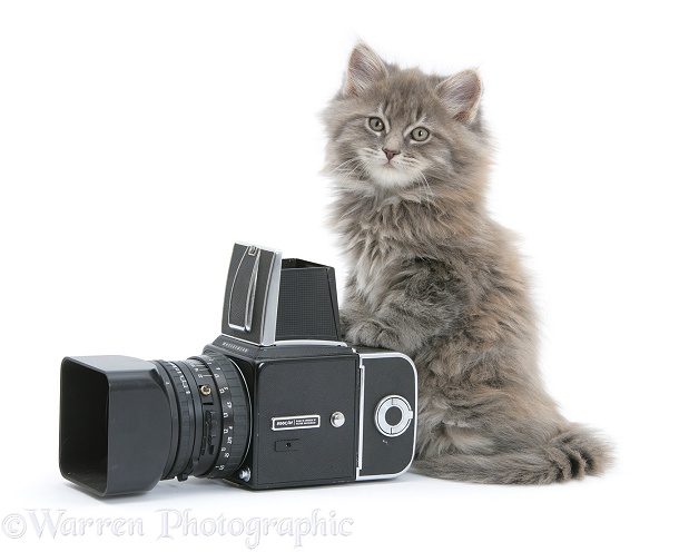 Maine Coon kitten, 8 weeks old, playing with a Hasselblad camera, white background