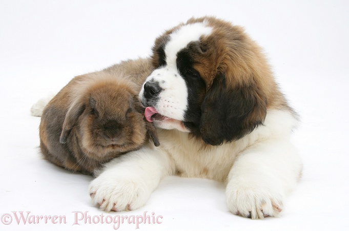 Saint Bernard puppy, Vogue, and brown Lionhead-cross rabbit, white background