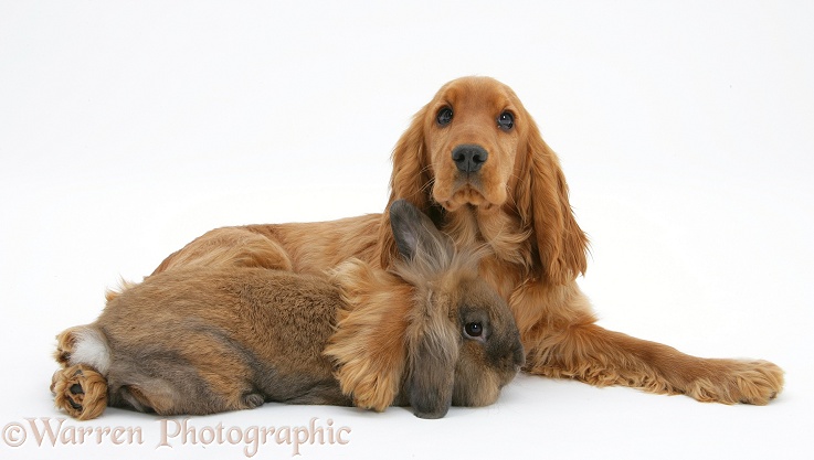 Red/Golden English Cocker Spaniel, 5 months old, with Lionhead-cross rabbit, white background